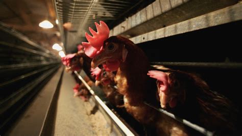 Japón se está quedando sin espacio para enterrar pollos sacrificados por la gripe aviar